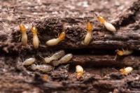 Termite Control Melbourne image 4